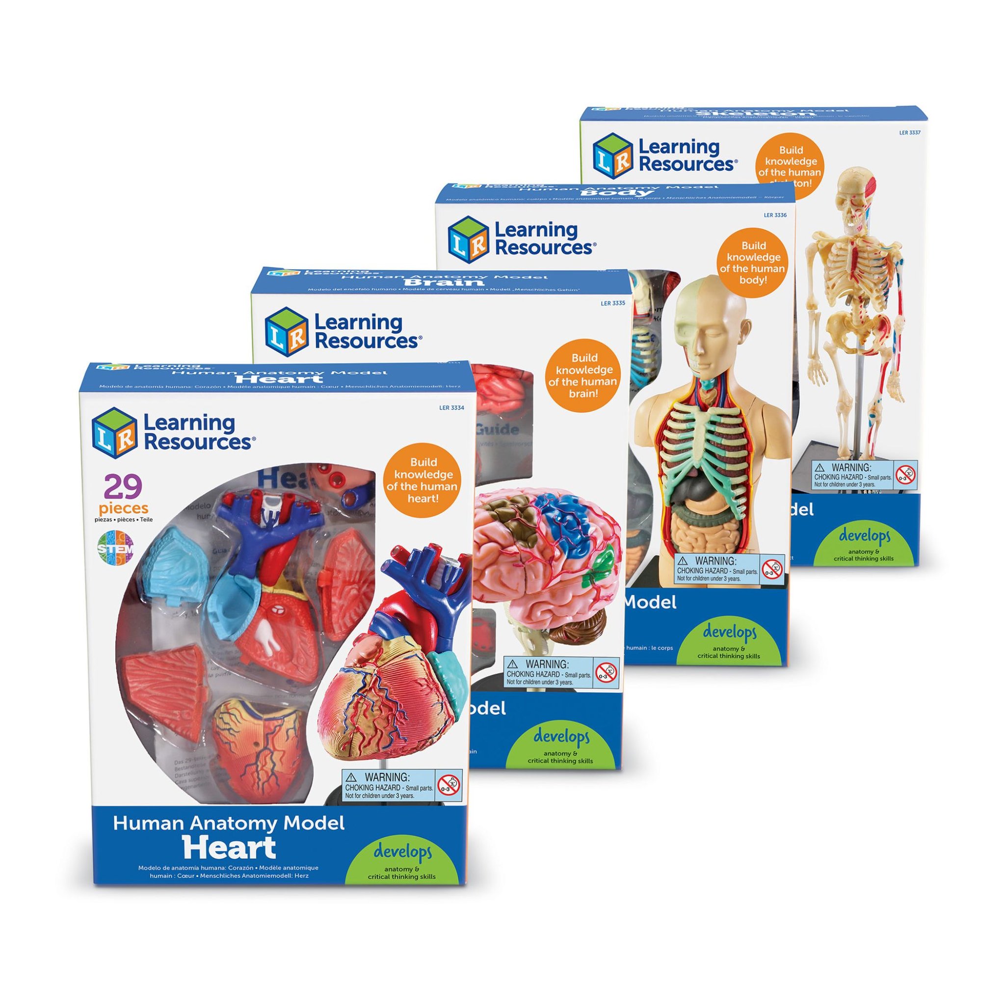 Verpackung des Anatomie-Modell-Sets: vier Einzelkartons für Herz, Gehirn, Körper und Skelett