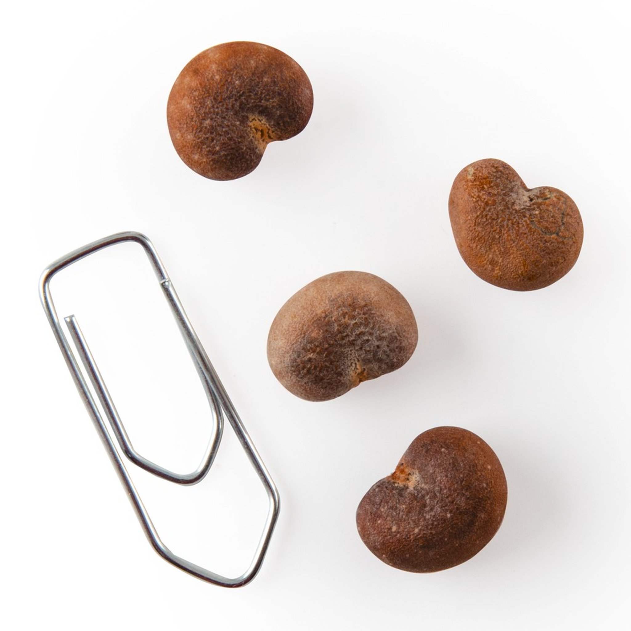 Baobab seeds close-up with paperclip for size reference